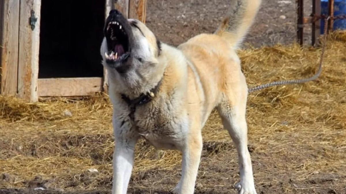 Kangal kpeklerine ipli koruma!