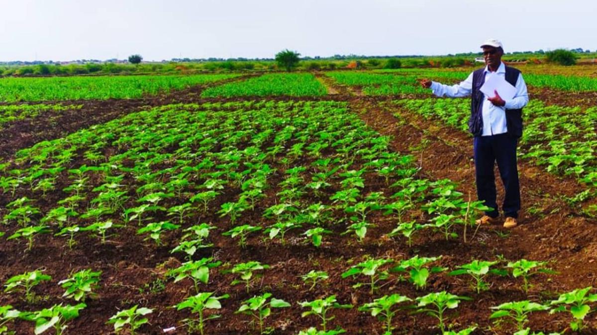 Sudan'da Trk tohumu retilecek