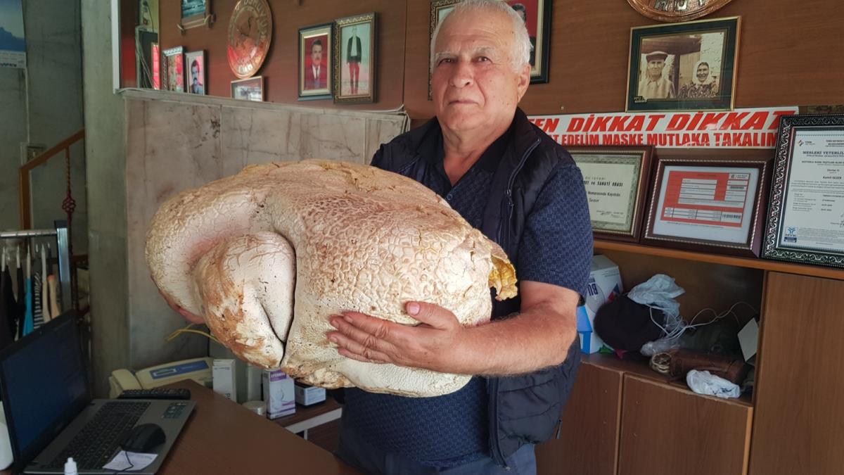 Yayalada gezerken tesadfen buldu: Dev mantar