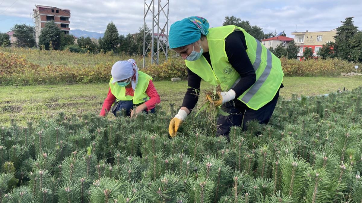 Blgede yetitirilen fidanlar, istihdam da yeertti