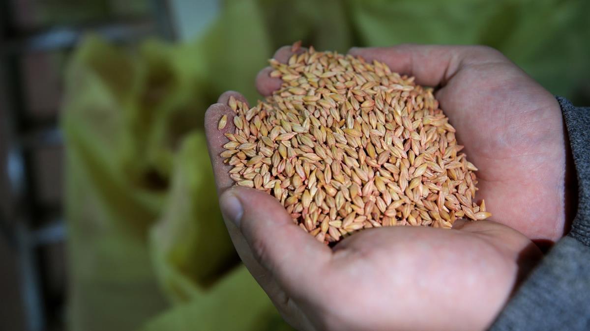 Trakya'nn yerli tohumlar Azerbaycan'da yeerecek