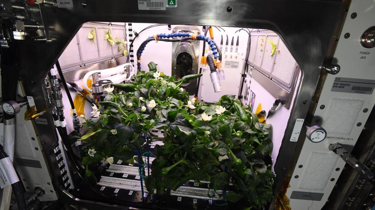 NASA aklad: Hasat edilip dnyaya gnderildi