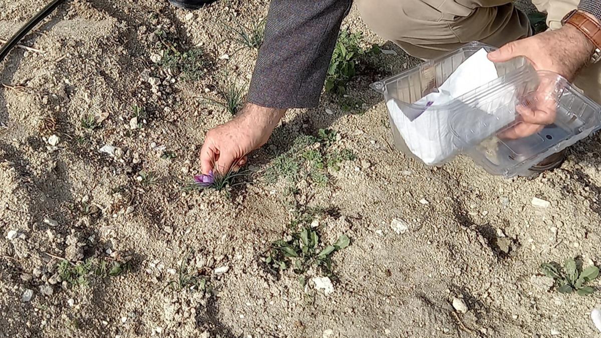 Deneme amal ekilen 'Mucize bitki'de hasat balad