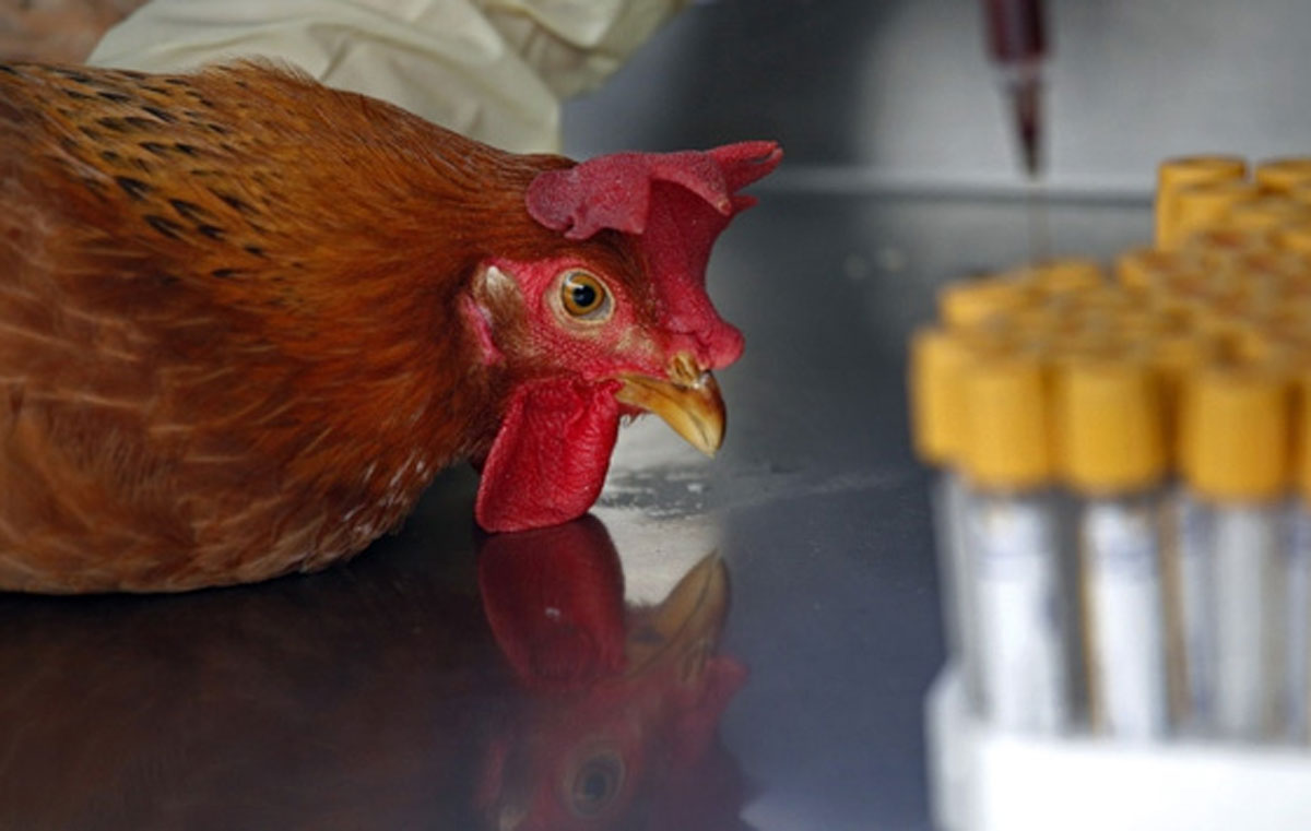 �ngiltere en b�y�k ku� gribi salg�n�yla kar�� kar��ya