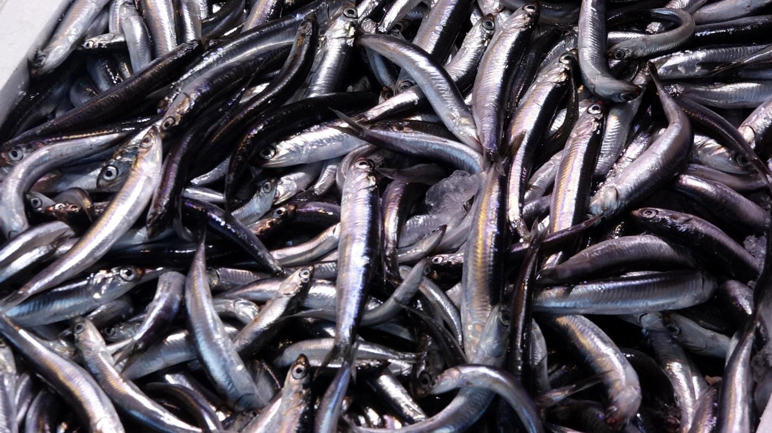 Mevsim normallerinin �zerinde seyreden s�cakl�k nedeniyle bu y�l hamsi erken t�kendi