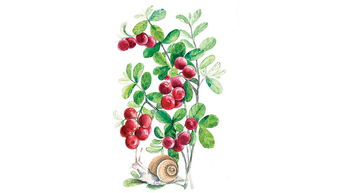 K�r k�hinin asas�: K�z�lc�k