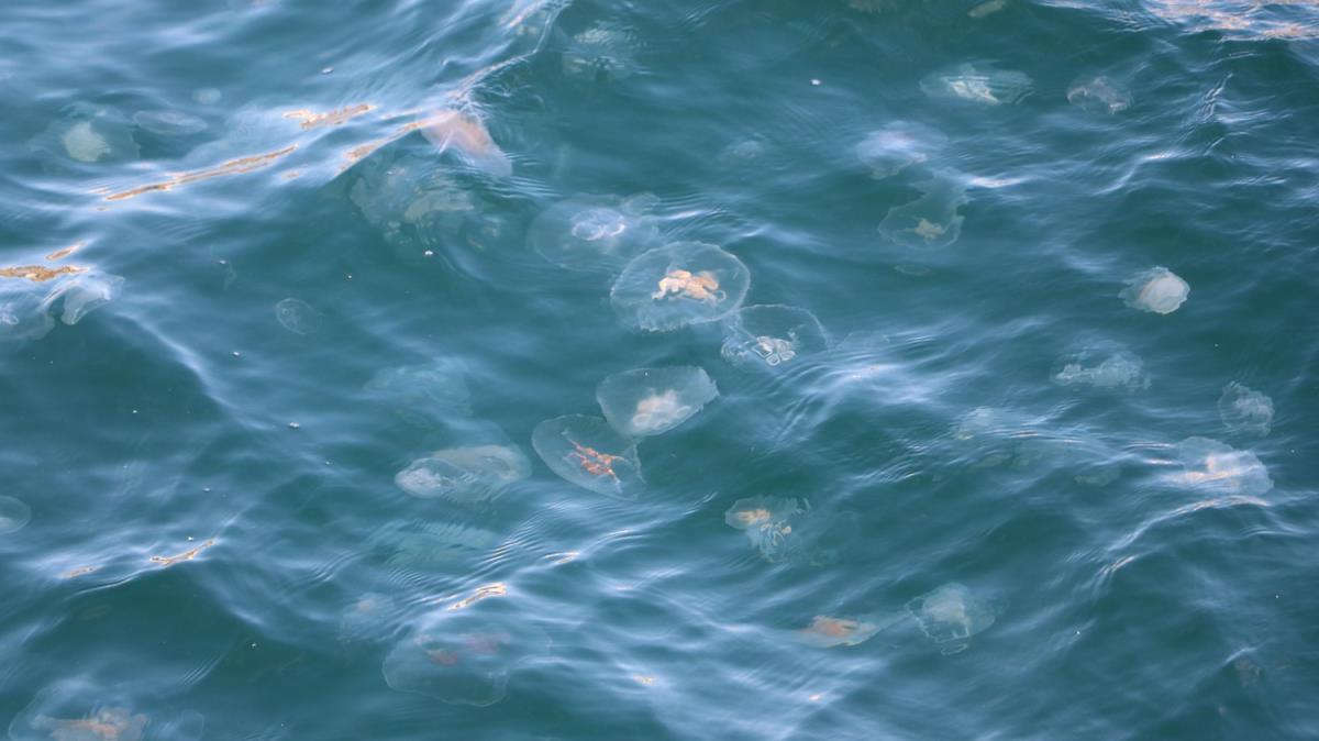 Marmara'da denizanas poplasyonu artt