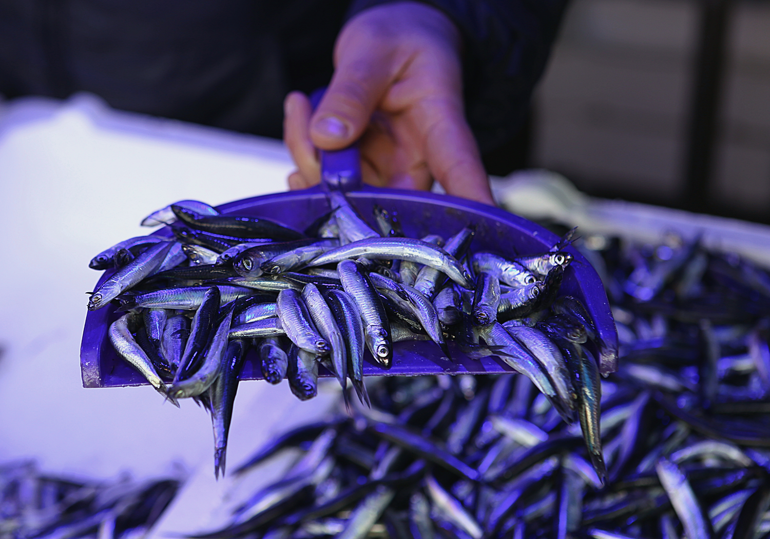 T�rkiye'de �retildi 23 �lkede damaklar� tatland�rd�