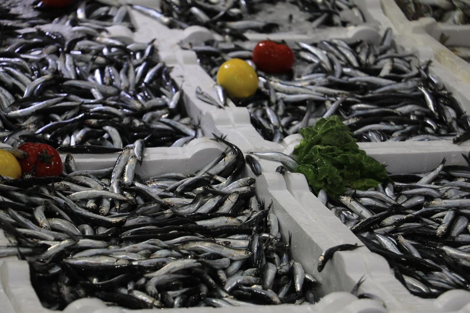 Hamsi i�in ortak denetim �a�r�s�