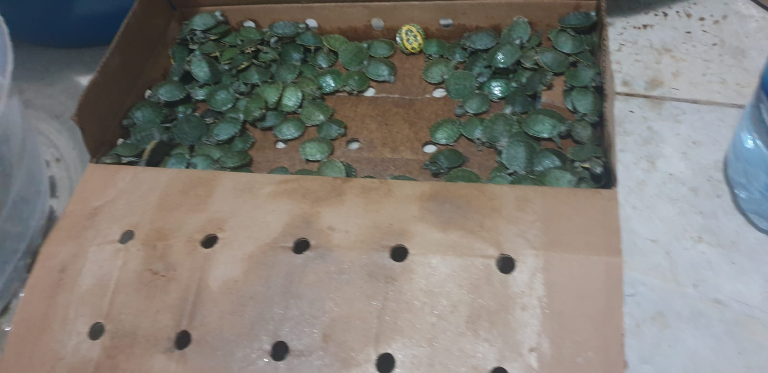 ��rnak'ta bir ara�ta polis ekiplerince 1000 k�rm�z� yanakl� su kaplumba�as� yakaland�