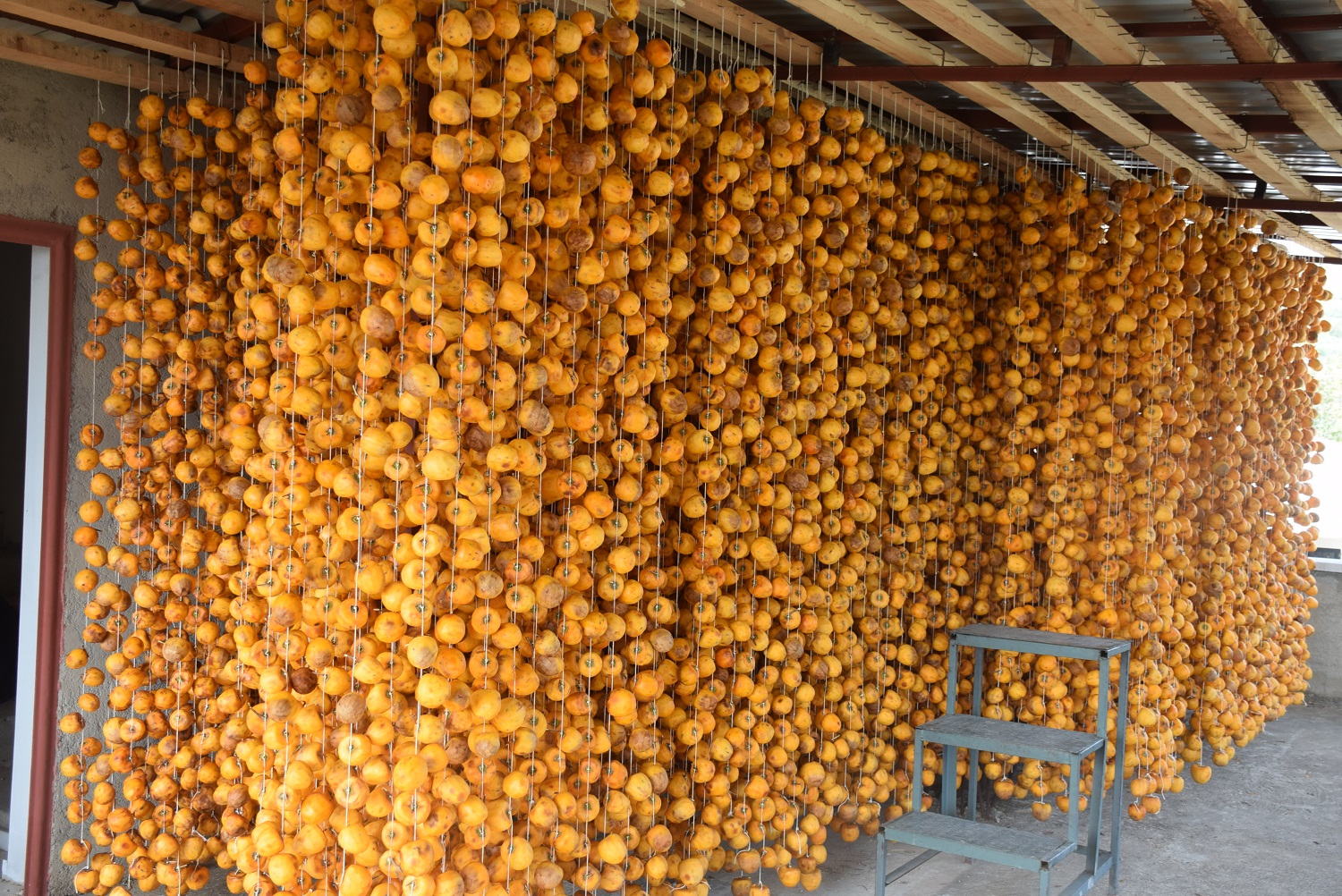 Kilogram� 40 liradan sat�l�yor! 100 kad�na istihdam kap�s� oldu