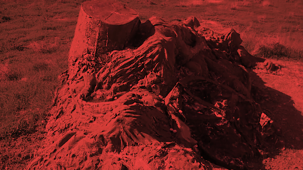 'Biz T�rkiye'den ba�ka hi� kimseye g�venmiyoruz'