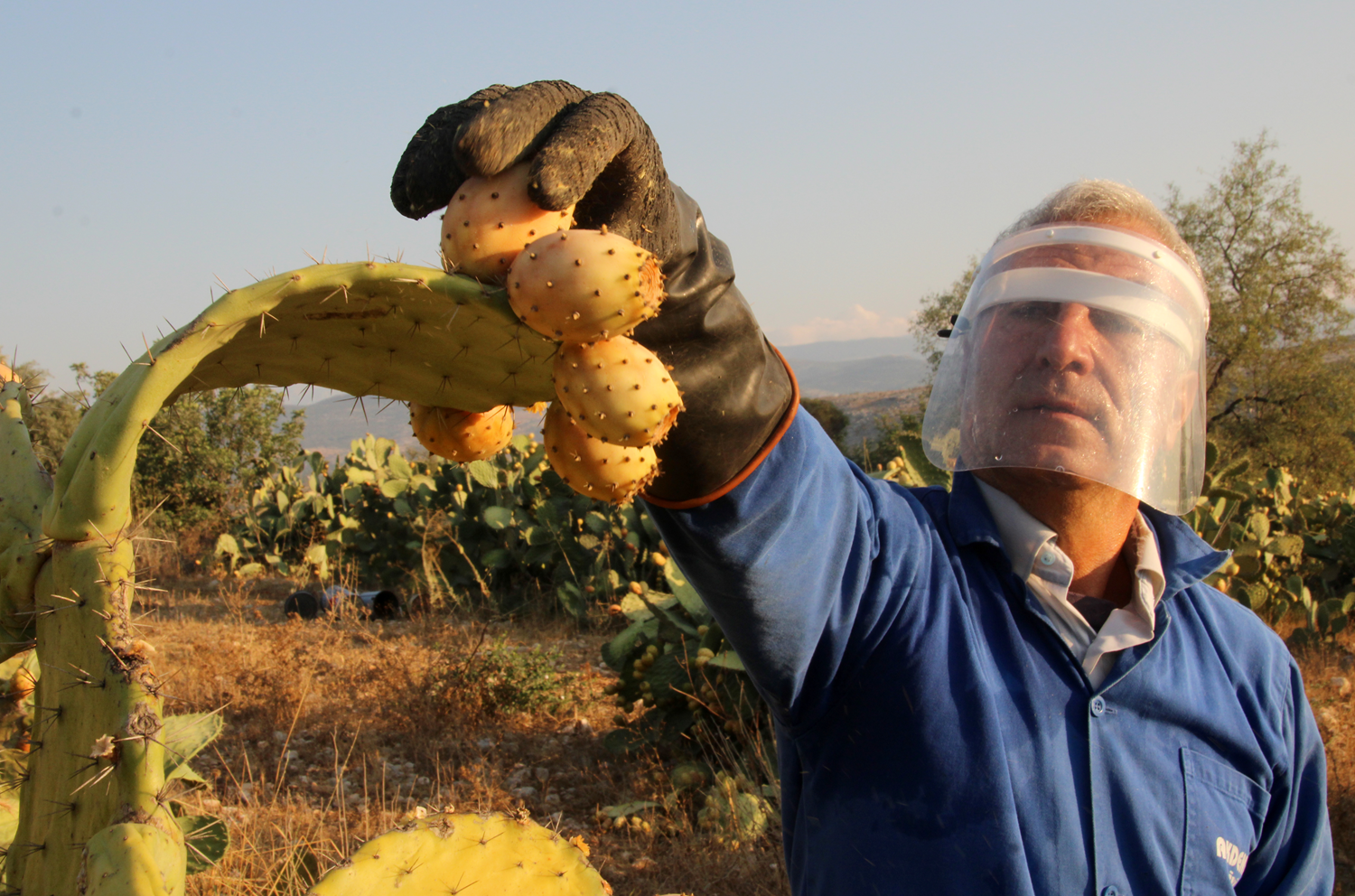 Kendili�inden yeti�iyor, kilogram� 3 liradan sat�l�yor