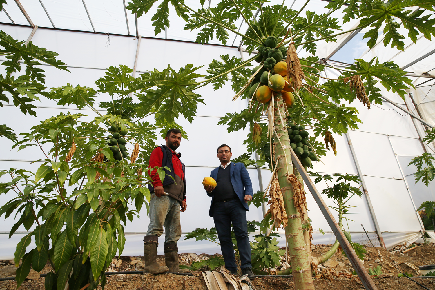 Kilogram� 15 liradan sat�l�yor! Di�er tropikal meyvelere g�re daha az su gerekiyor