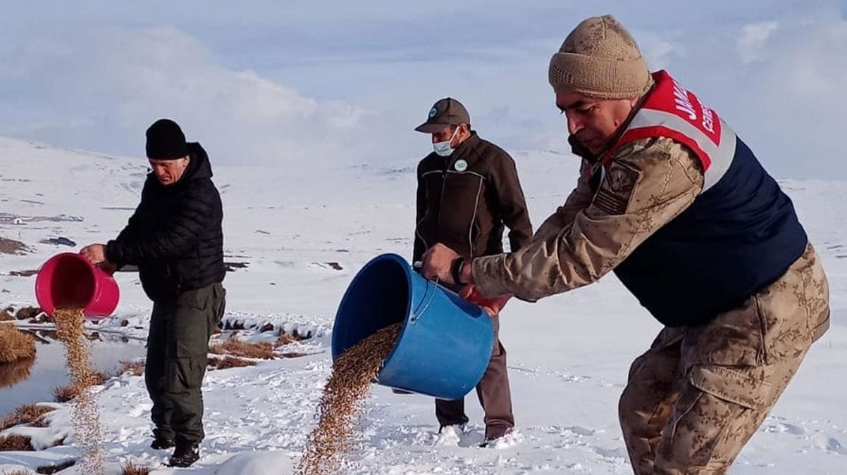 Yaban hayvanlar� i�in do�aya yem b�rak�ld�