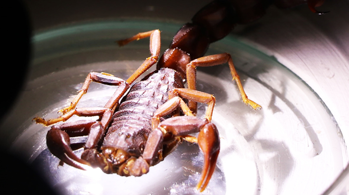 Bilimsel olarak kan�tland�! Sadece T�rkiye'de var