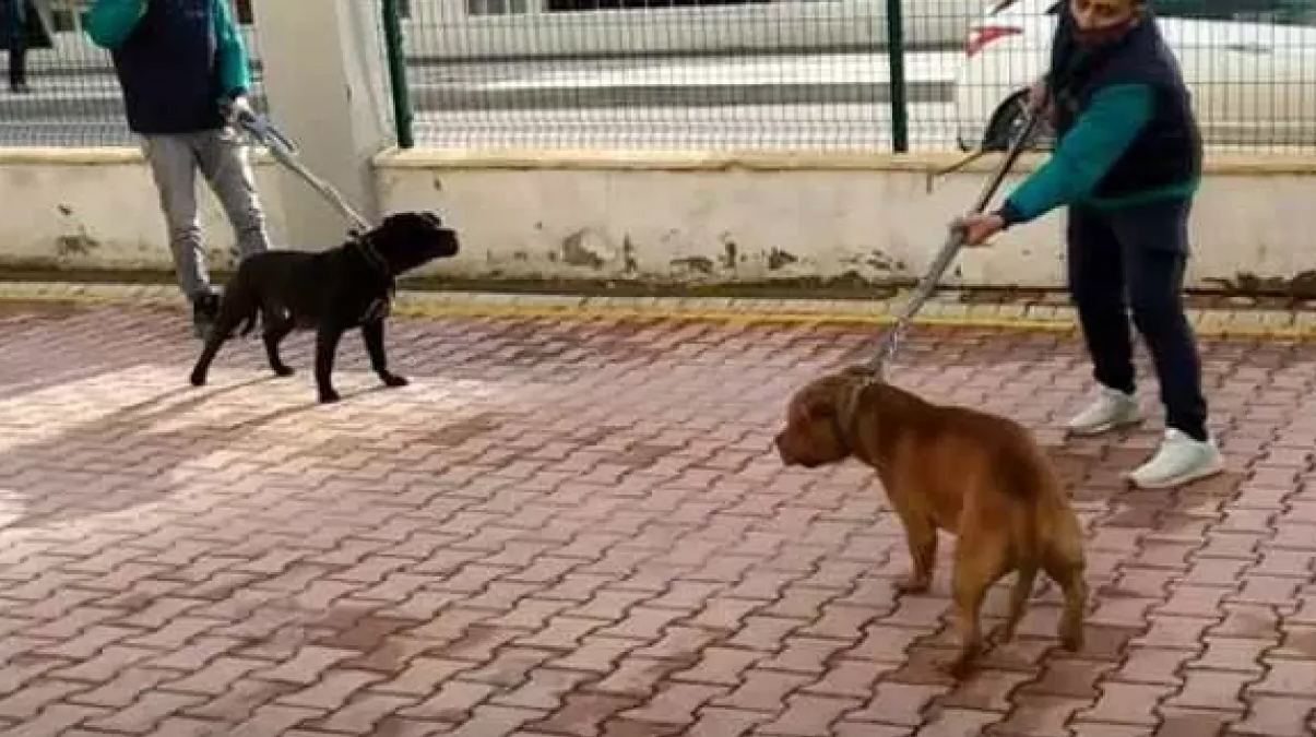 Yine pitbull deh�eti! A��r yaralanan �ocu�un tedavisi devam ediyor