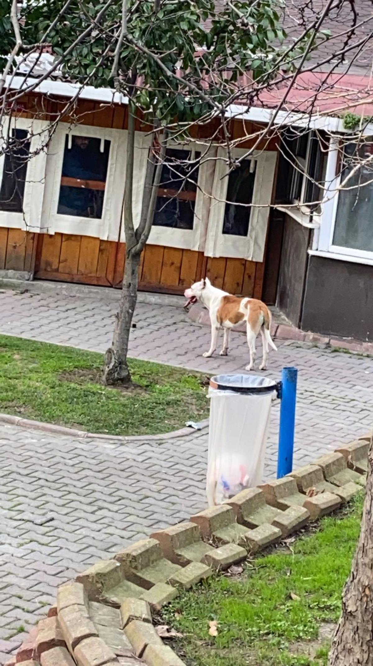 Pitbull 2 �ocu�a sald�rd�