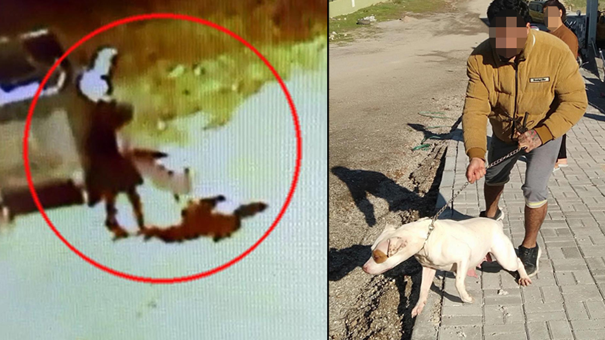 Bir pitbull sald�r�s� daha! 13 ya��ndaki �ocuk hastaneye kald�r�ld�