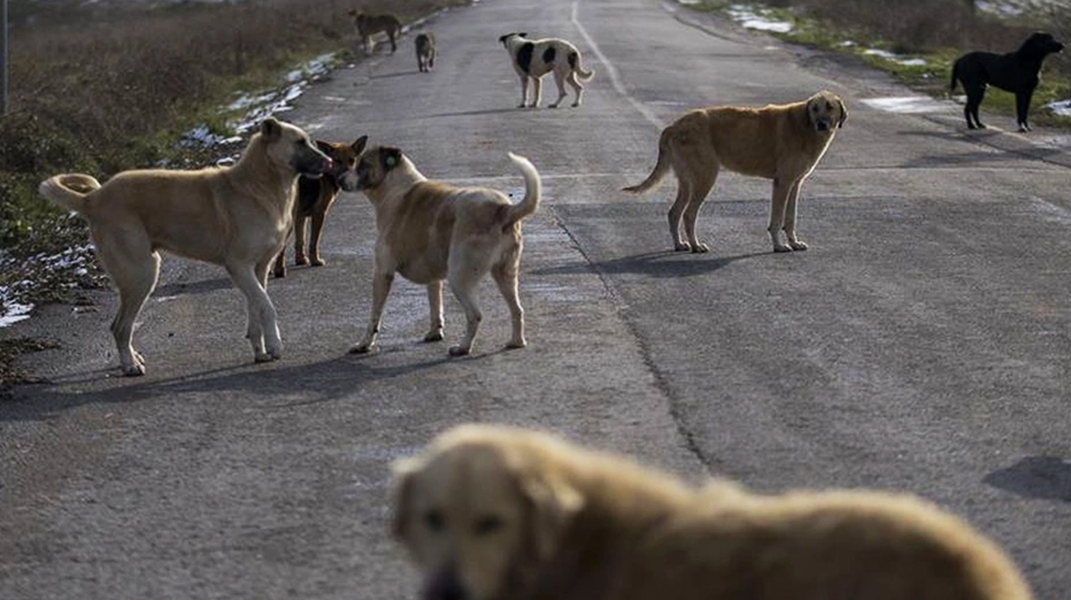 Sokak hayvanlar� genelgesi 81 ile g�nderildi