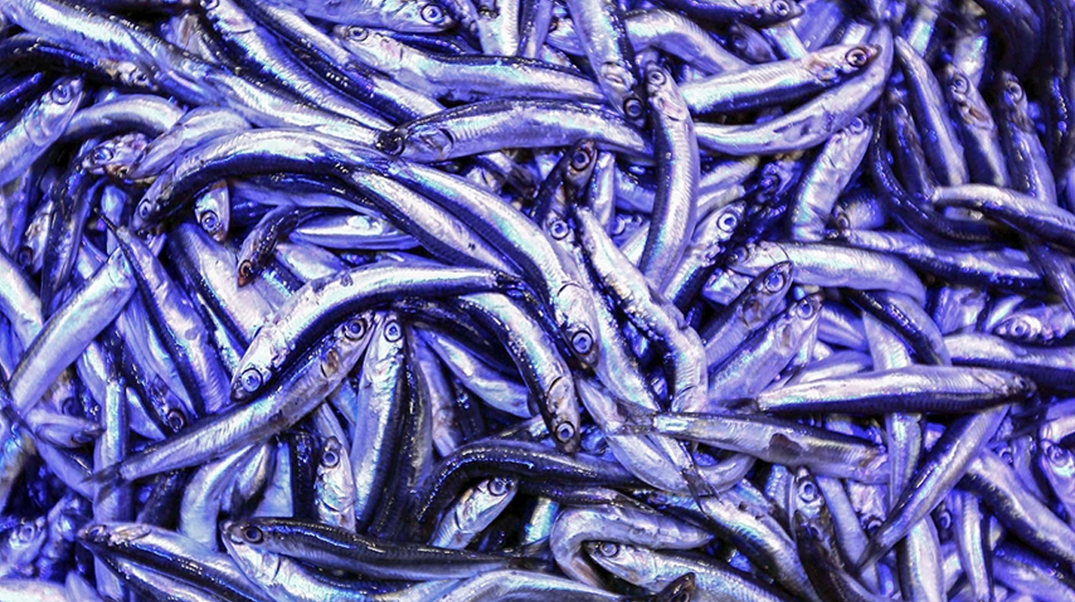 'D�nya piyasalar�na T�rk markas�yla tek elden girmeyi hedefliyoruz'