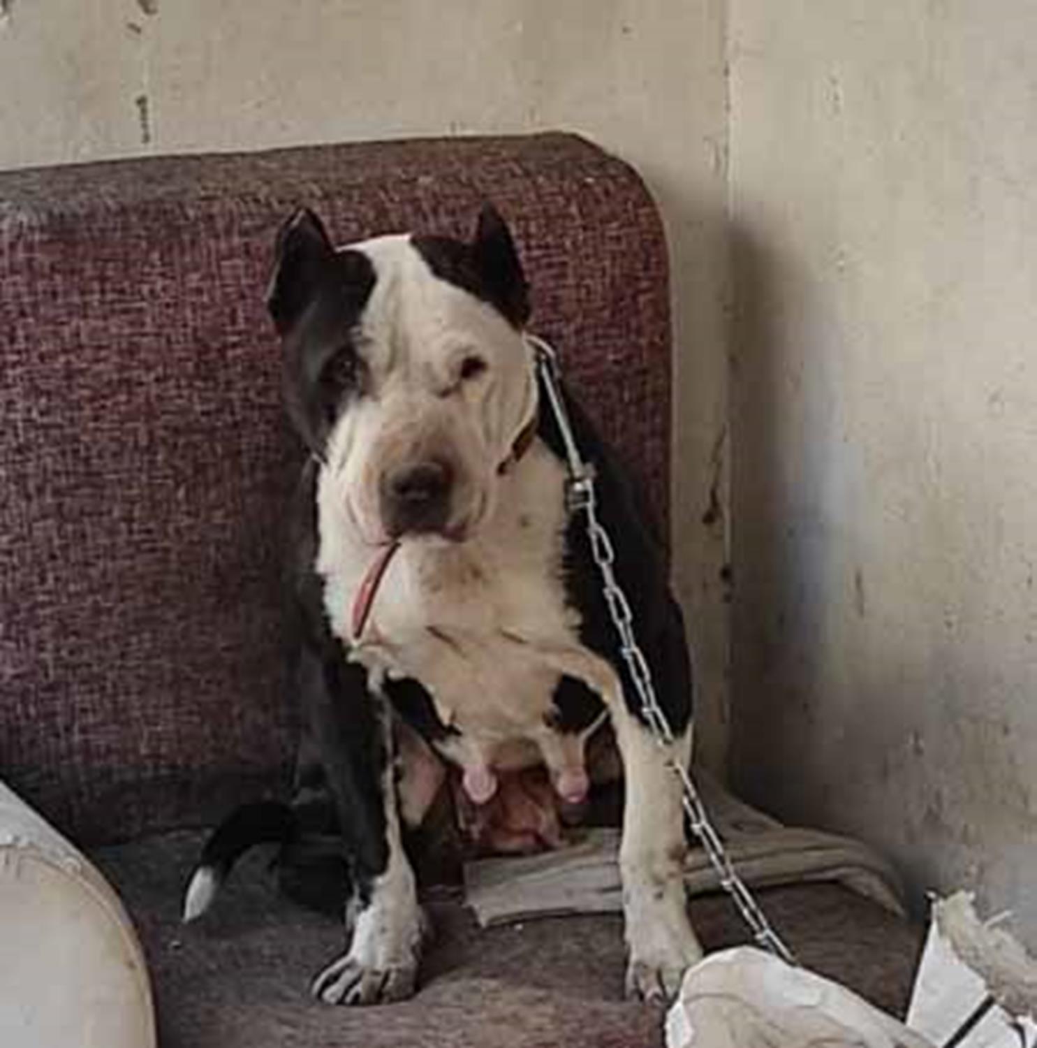 Bodrum katta bulunan Pitbull bar�na�a teslim edildi