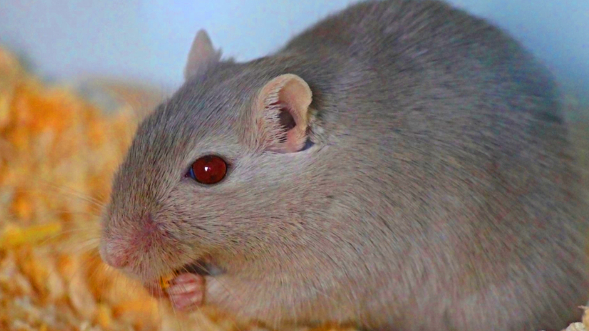 Dev farelere veremle m�cadele g�revi!