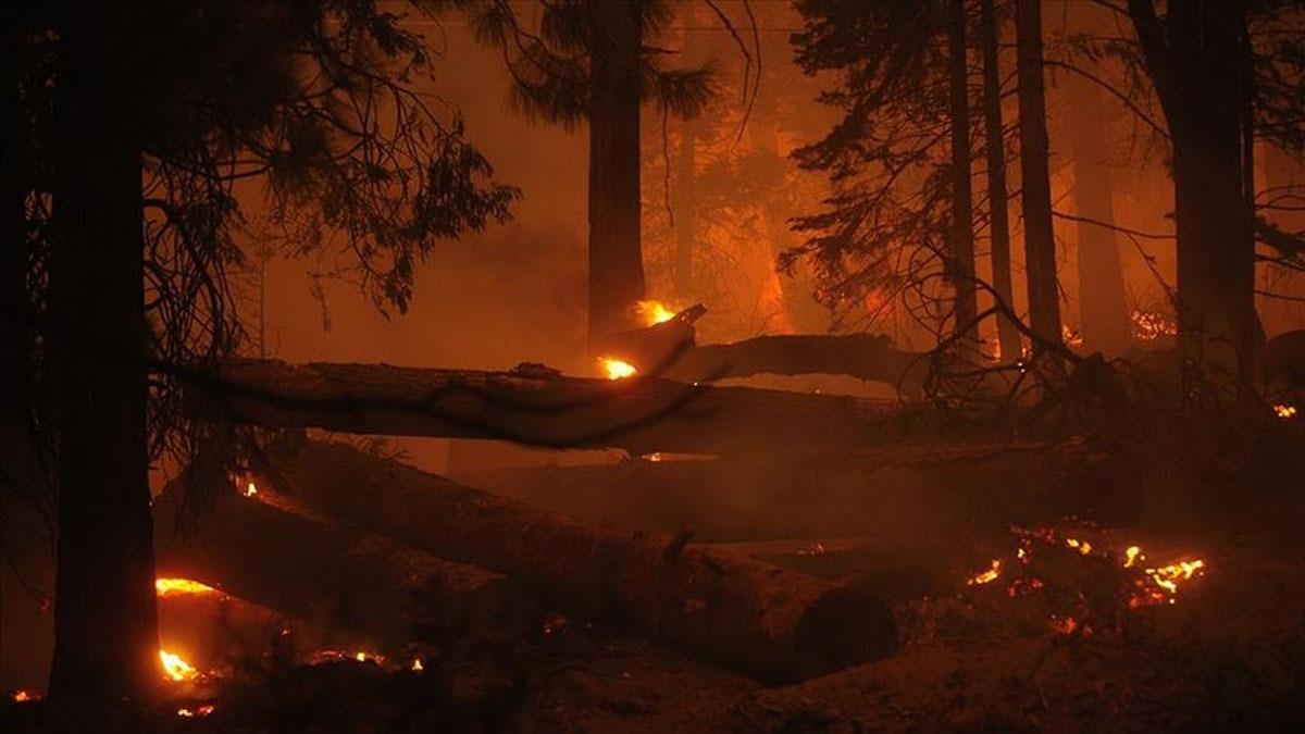 ABD'nin Colorado eyaletindeki orman yangn 513 milyon dolarlk hasara neden oldu
