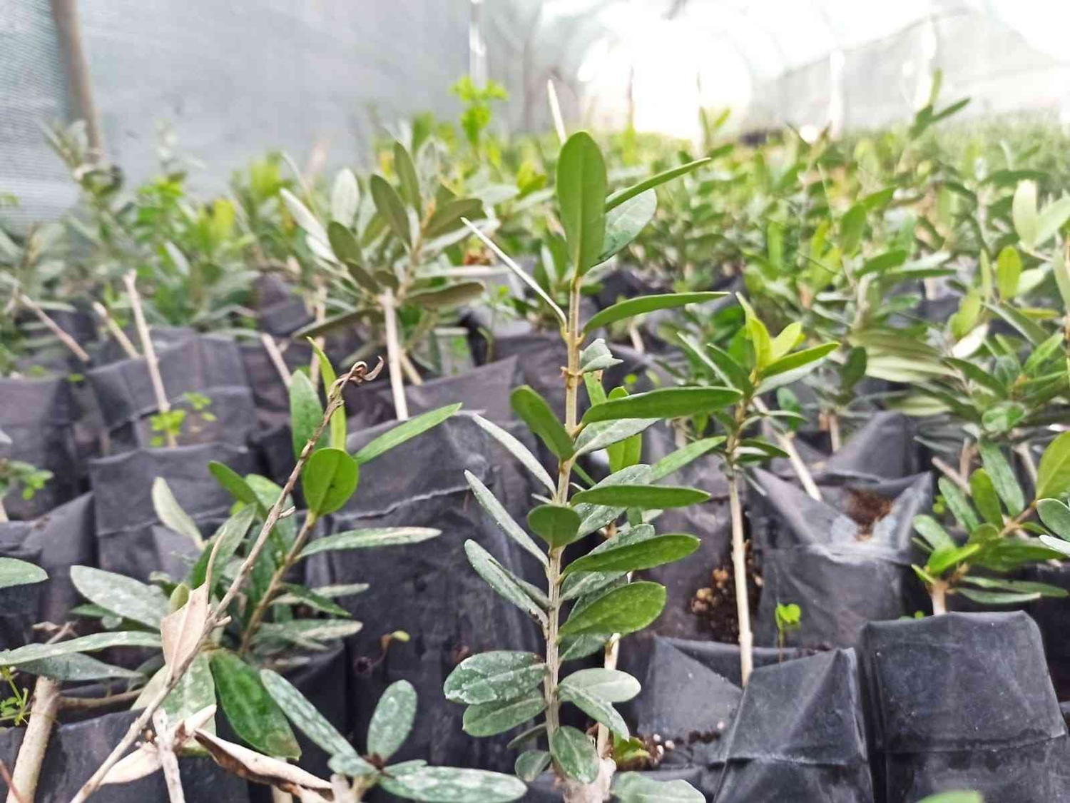 Zeytinin genetik zenginli�i koruma alt�na al�nacak