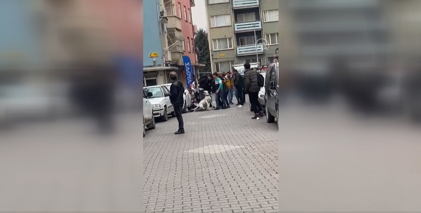 Kavga etti�i grubun �zerine pitbull sald�