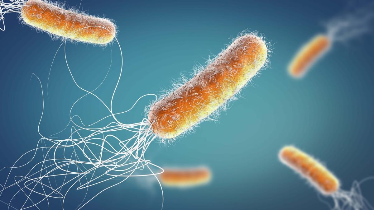 Bakterilerin, dnldnden daha gelimi olduu belirlendi