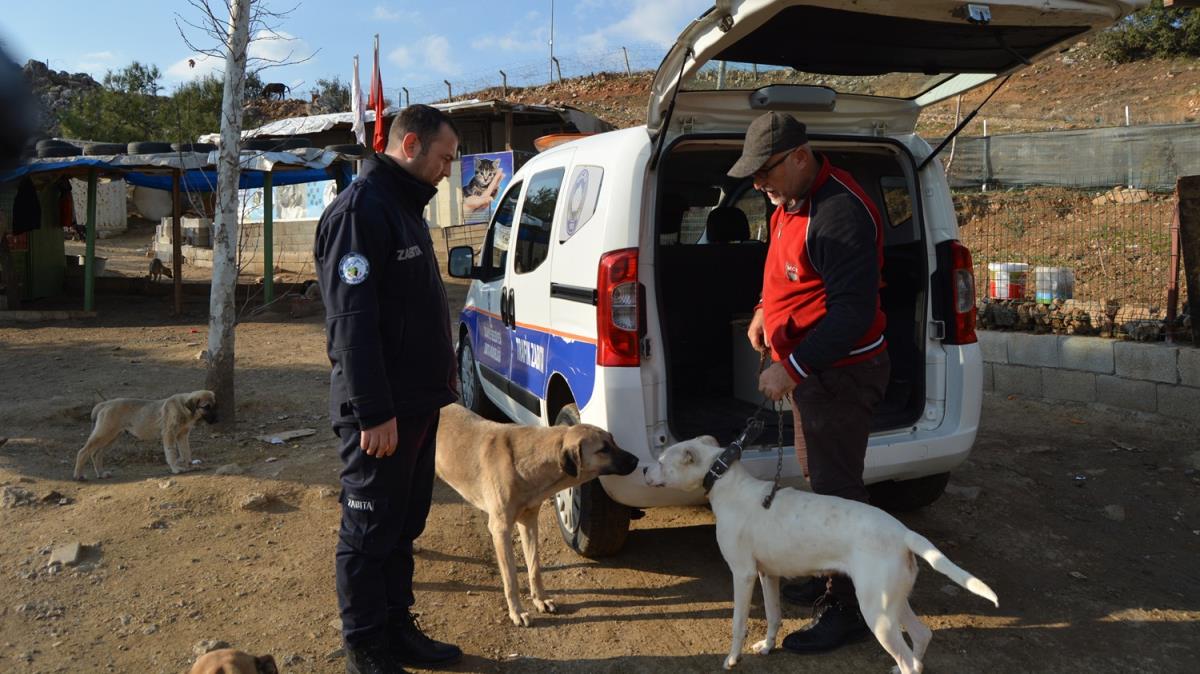 Gaziantep'te terk edilen pitbull cinsi 10 kpek barnaa alnd