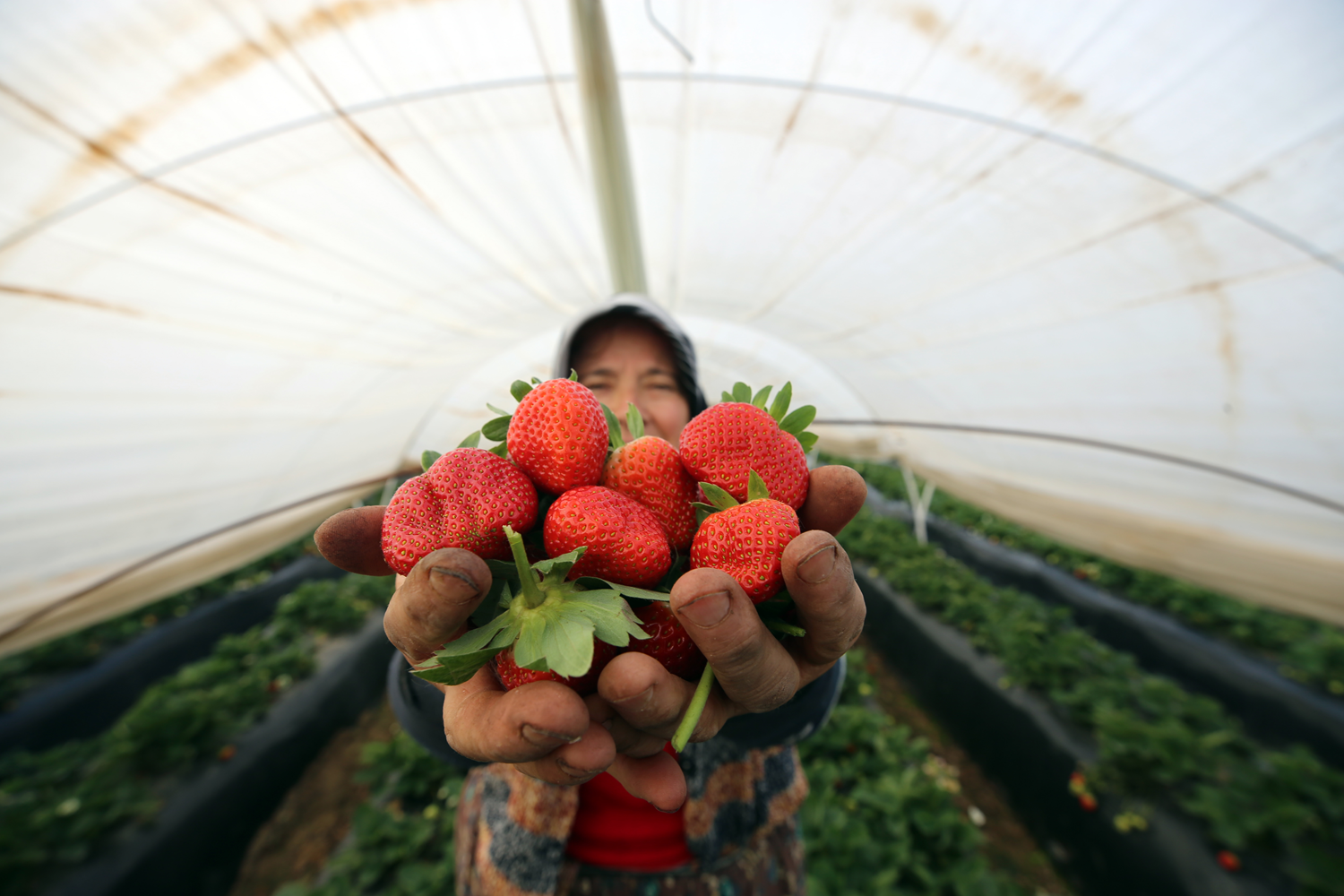 T�rkiye'de �retildi, d�nyada damaklar� tatland�rd�