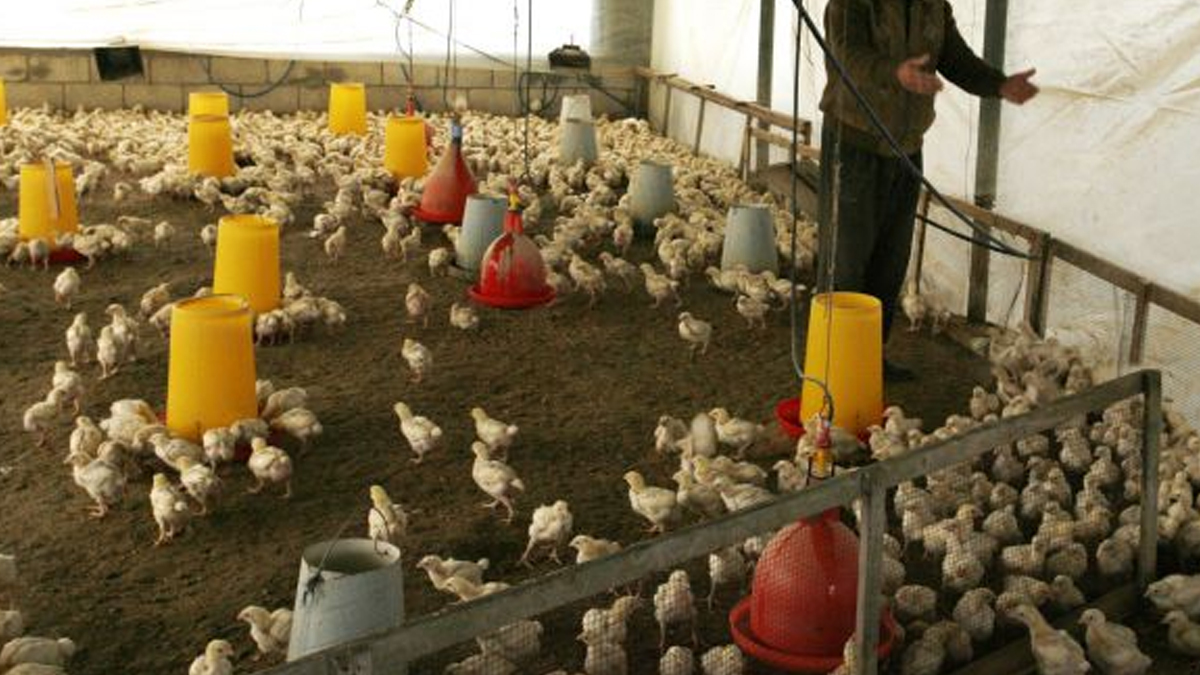 �srail'de ku� gribi pani�i! 3 g�n �nce zirveyi g�rd�