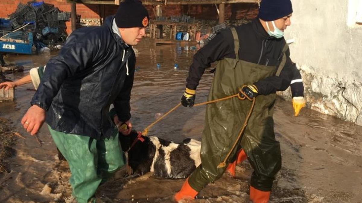 Mula'da iddetli yata mahsur kalan hayvanlar AFAD ekipleri kurtard 