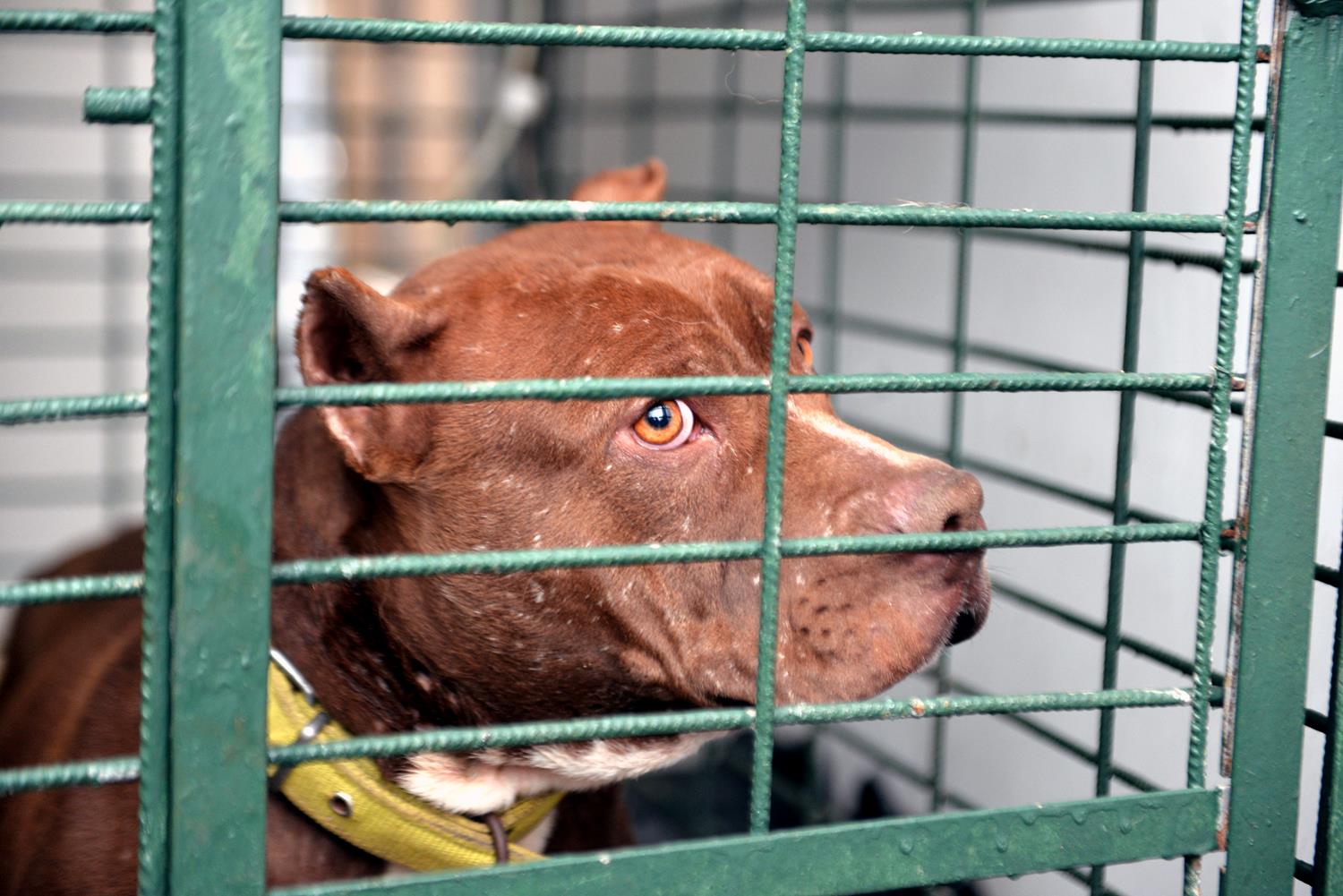 Terk edilmi� pitbullu eve getirdi, annesi ihbar etti