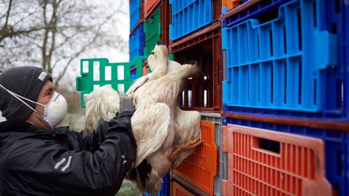 Bir �lkede daha ku� gribi tespit edildi