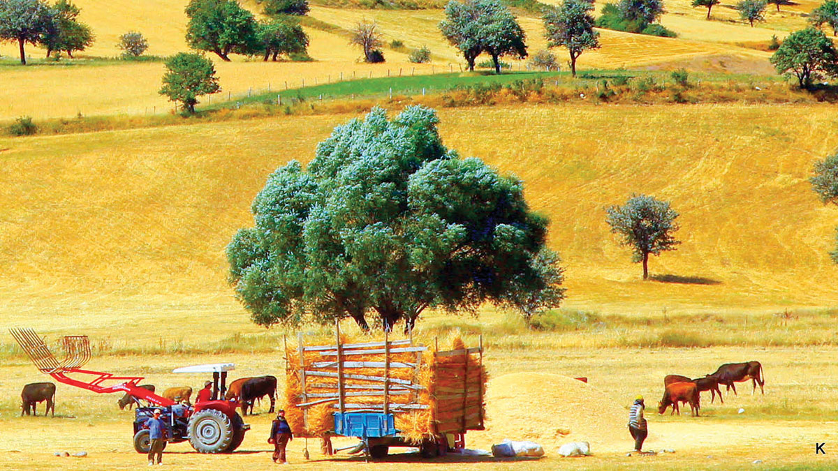 Bir oyun de�i�tirici olarak tar�m reformu