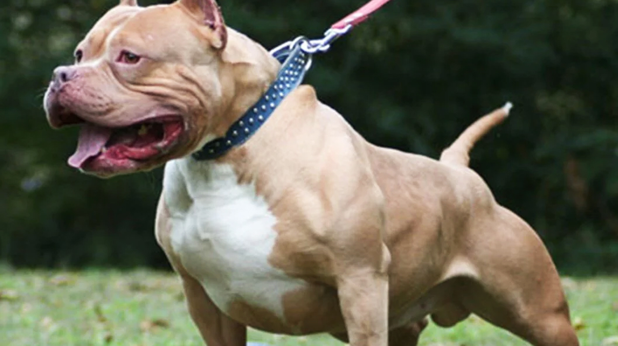 K���k Asiye'nin sald�r�ya u�rad��� Gaziantep'te bar�naklar pitbullarla doldu