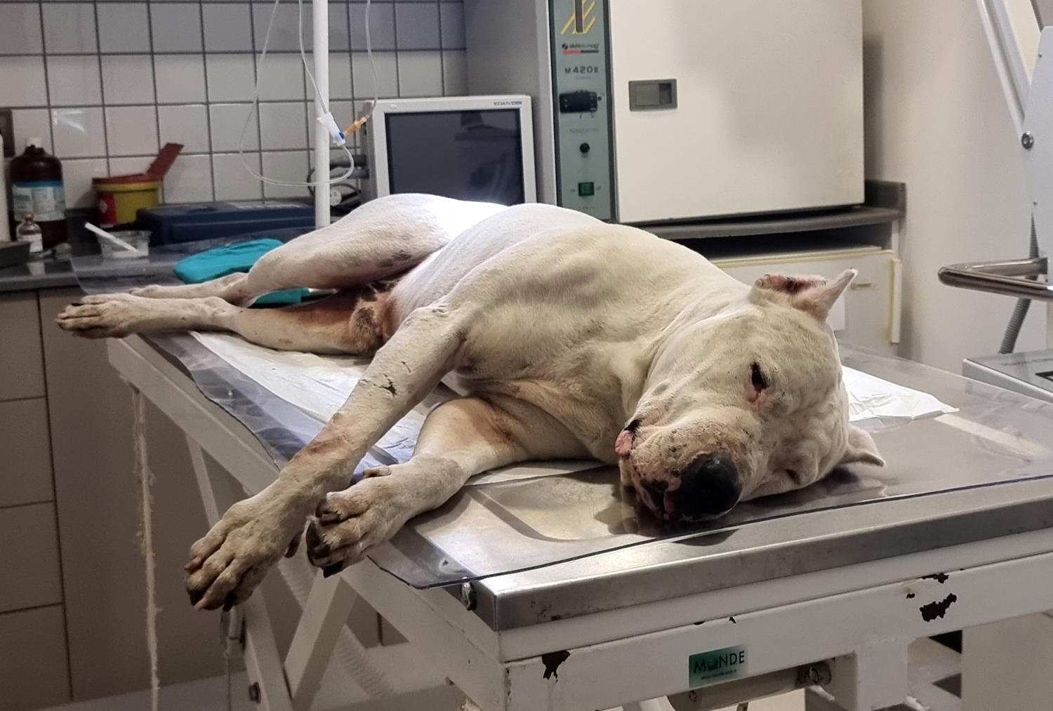 T�rkiye genelinde 20 bin 843 adet tehlike arz eden k�pek kay�t alt�na al�nd�