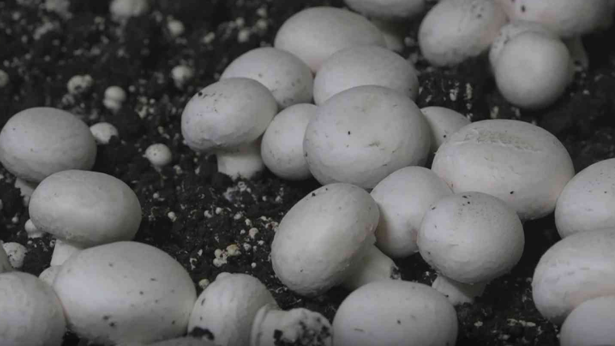 Hibeyle kurdu! Kendi i�inin patronu oldu