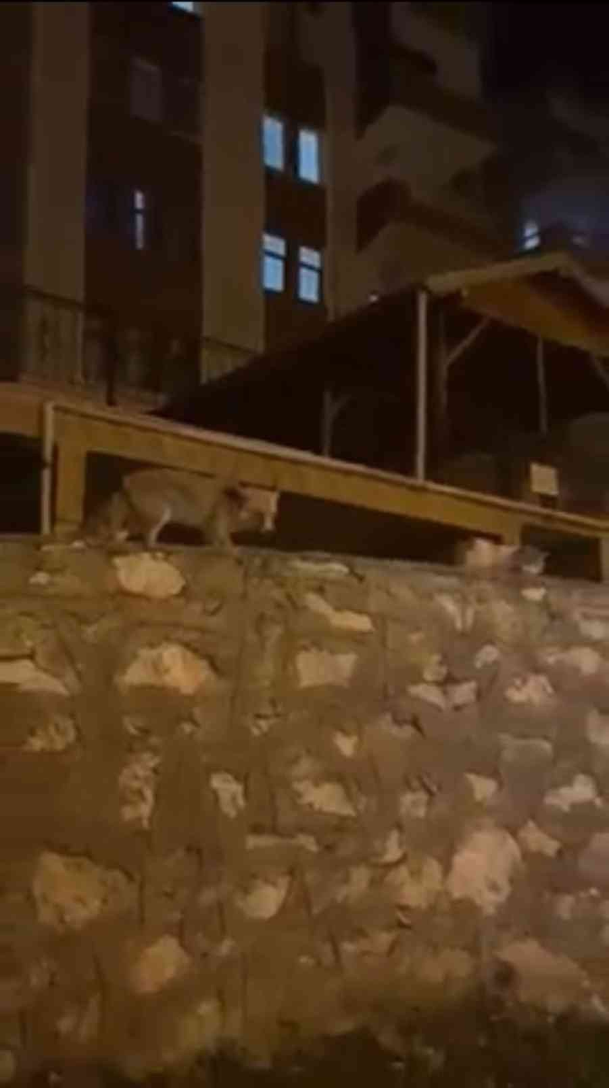 Y�rekleri �s�tan g�r�nt�! Tilki yeme�ini kedi ile payla�t�
