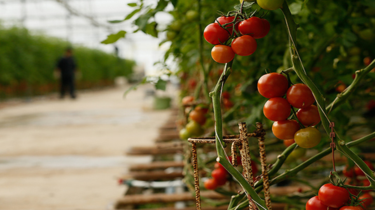 Domates ihracat�nda  y�zde 26 oran�nda art��!