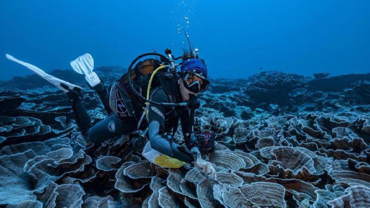 Tahiti aklarnda bozulmam mercan resifi kefedildi