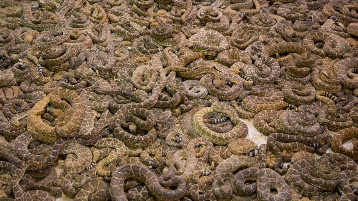 Pitonlar, kobralar, kara mambalar! Tam 124 adet: Ev sahibi �l�nce ortaya ��kt�