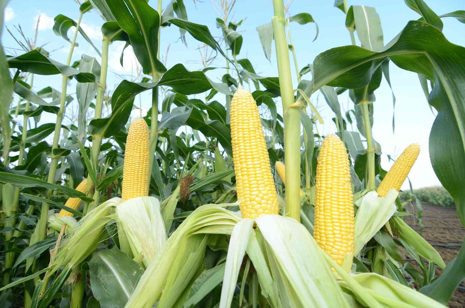 Tatl� m�s�r ihracat�nda b�y�k geli�me