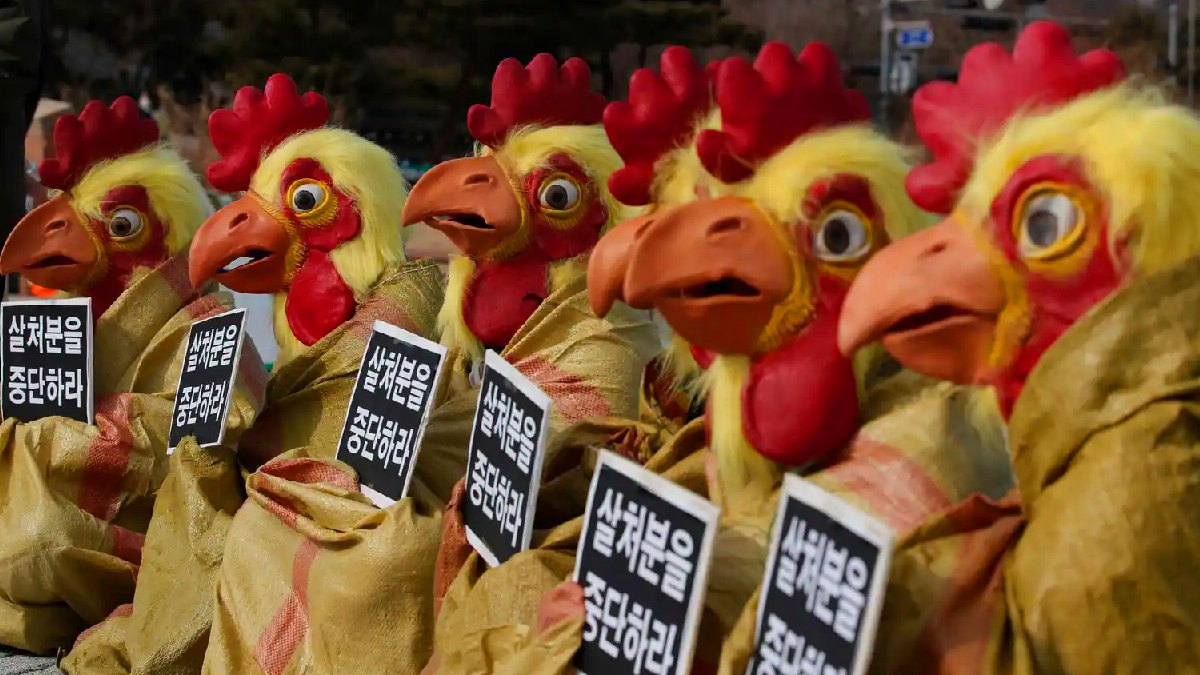 G�ney Kore'de 427 bin tavuk itlaf edilecek