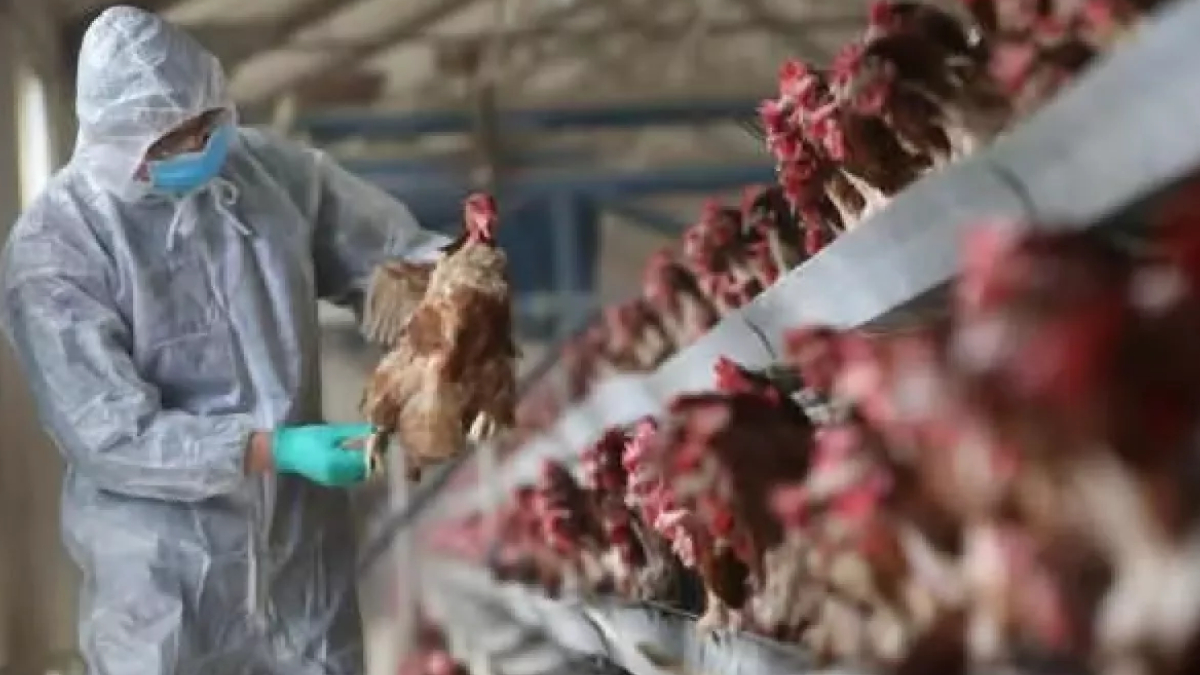 Hollanda'da ku� gribi yay�l�yor