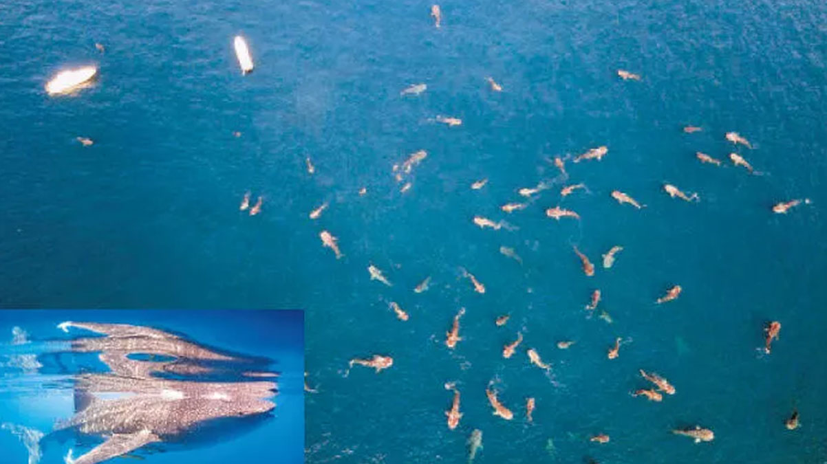 �imdiye kadarki en b�y�k g��! 50 'Nazik dev'