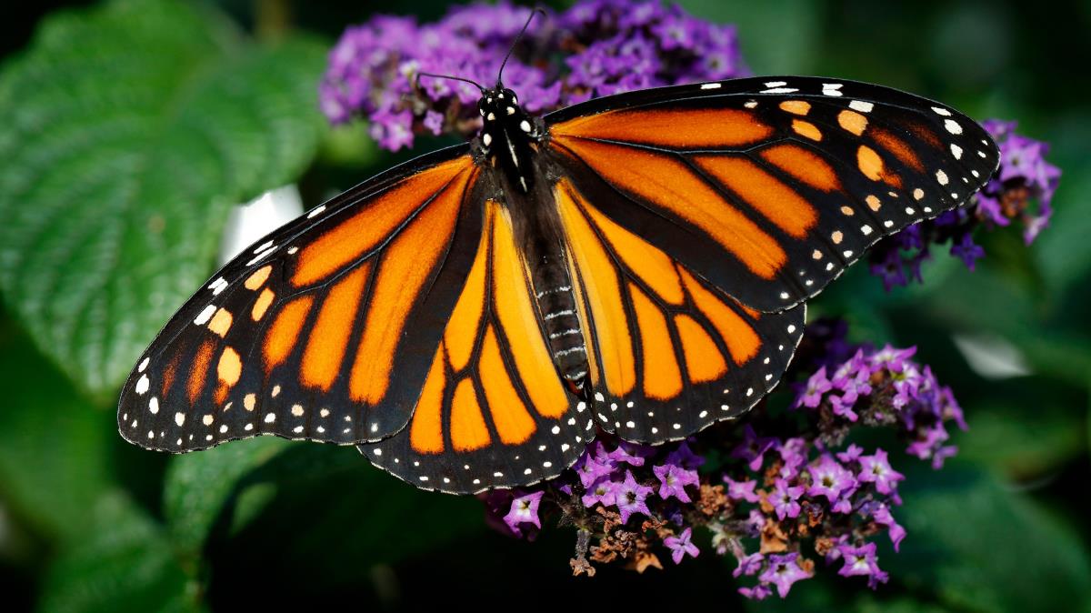 ABD'de kral kelebeklerinin says 247 bini at